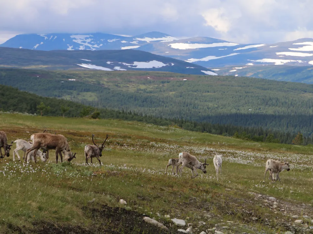 Stuga 319 Tänndalen